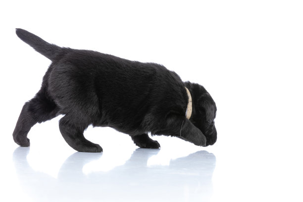 好奇可爱的拉布拉多寻回小狗嗅探和探索图片下载