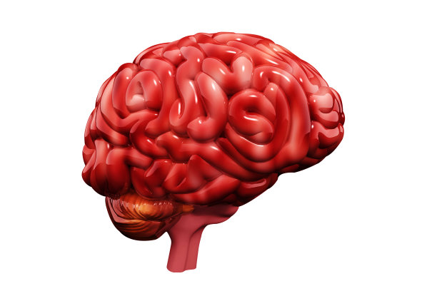 人类大脑的解剖。三维演示图片下载