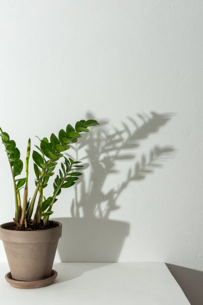 扎米眼花与阴影在白色的墙壁背景图片下载