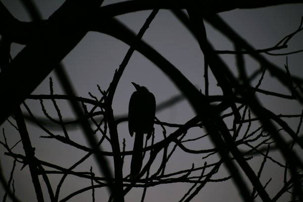美丽的图片，树枝和鸟之间。选择性关注学科图片下载
