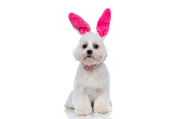 漂亮的比雄狗戴着兔子耳朵和领结图片下载