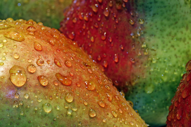 一些绿色梨图片下载