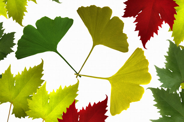 叶叶和藤本植物疗法图片下载