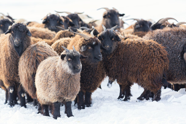 冰岛冬天雪地里有很多羊图片下载