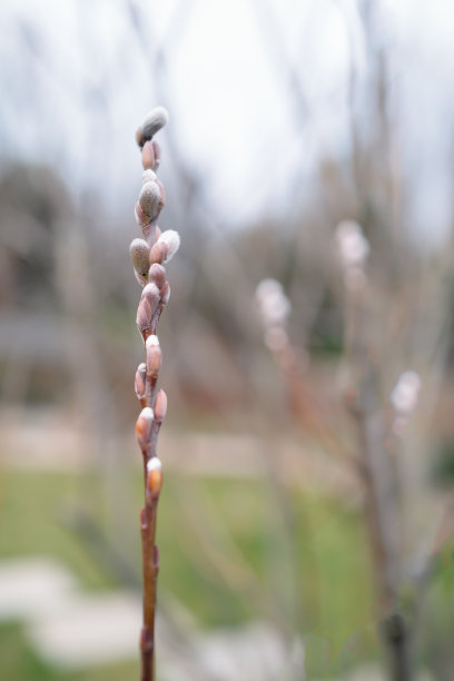 英国二月，柳树上早期柔软蓬松的柳絮。浅的焦点。图片下载