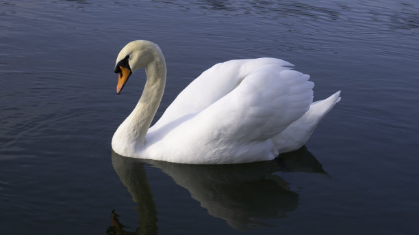 美丽的白天鹅举着翅膀。图片下载