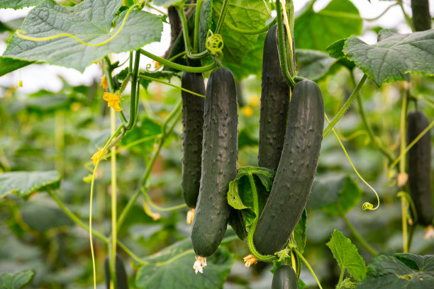 温室中挂茎上成熟的黄瓜图片下载