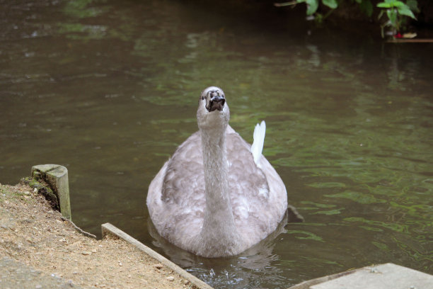 小天鹅图片下载
