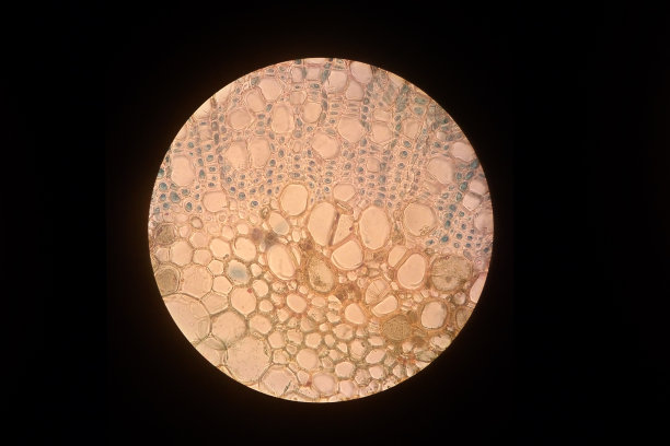 用一片植物叶子代替叶子传导系统。木质部和韧皮部切片。科学概念。图片下载