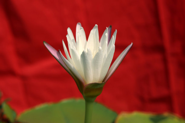 盛开的白色睡莲。图片下载