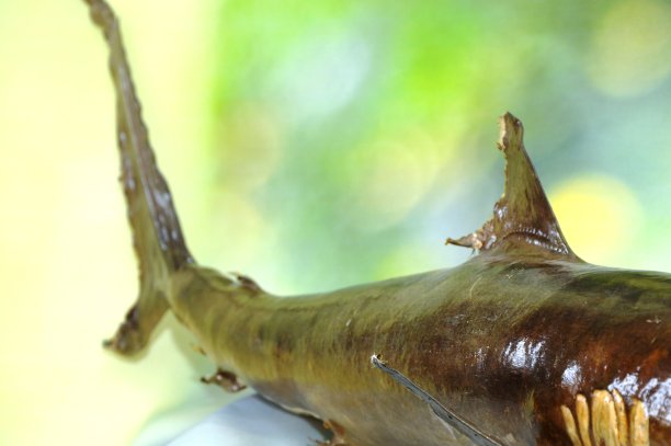 海洋鲨鱼图片下载