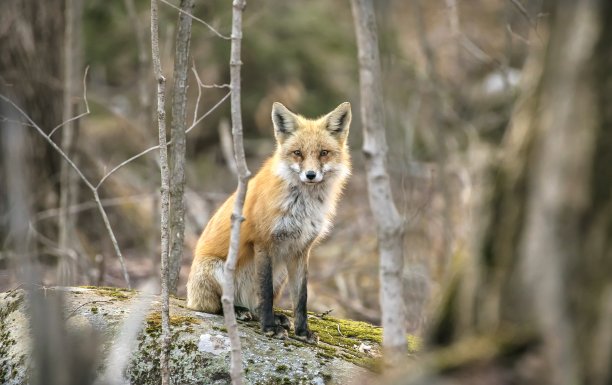 森林里的红狐狸图片下载