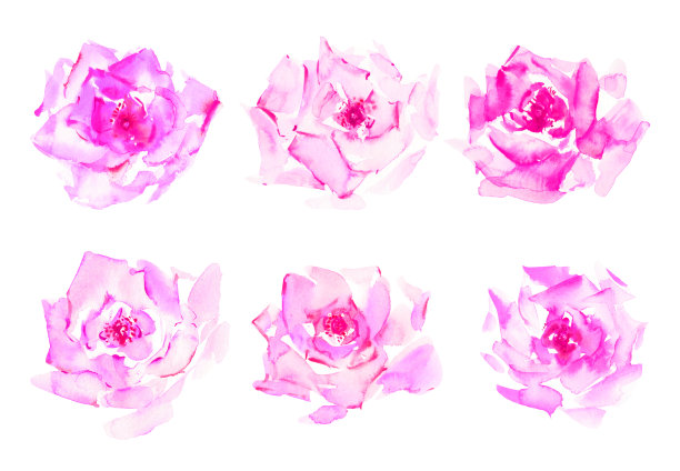 手绘水彩玫瑰在明亮的粉红色的颜色图片下载