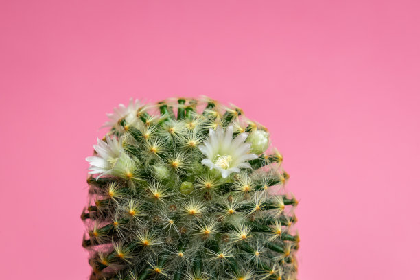 仙人掌花图片下载