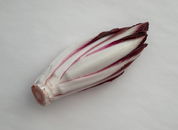 白色背景上的鲜红菊苣图片下载