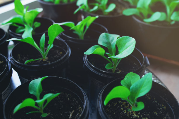 种植草药。植物在锅图片下载