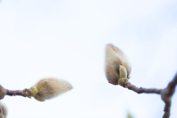 Denuated木兰图片下载