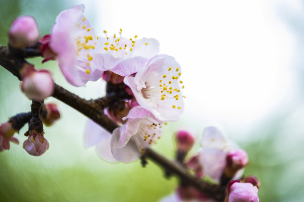 平铺与拷贝空间。模型飞机和樱花在开花期间的树枝在一个黄色的背景。图片下载