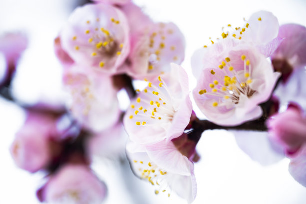 平铺与拷贝空间。模型飞机和樱花在开花期间的树枝在一个黄色的背景。图片下载