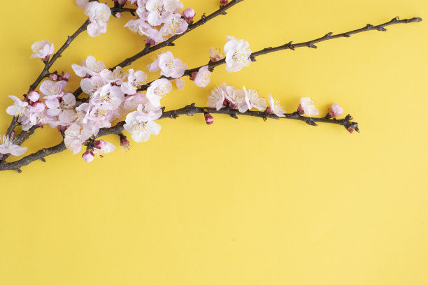 平铺与拷贝空间。樱花的枝条在开花期间在一个黄色的背景上。图片下载