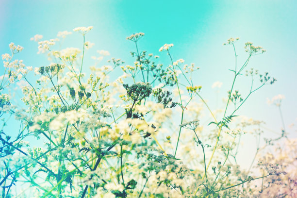 复古风格的图片牛欧芹野花图片下载