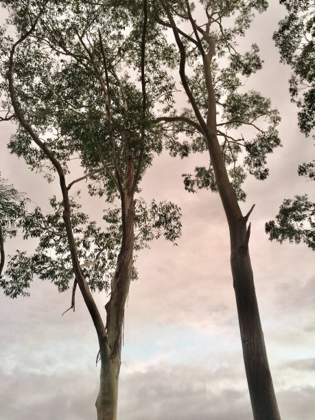 澳洲胶树与柔和的天空图片下载