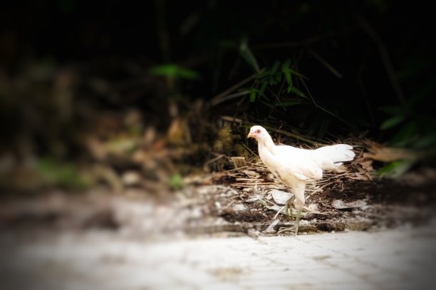 野生鸡图片下载