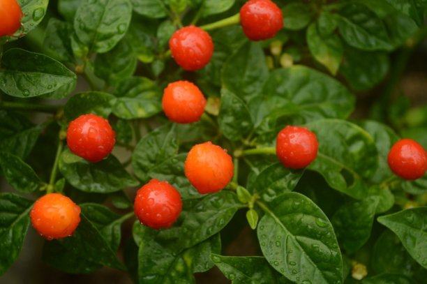 火胡椒图片下载