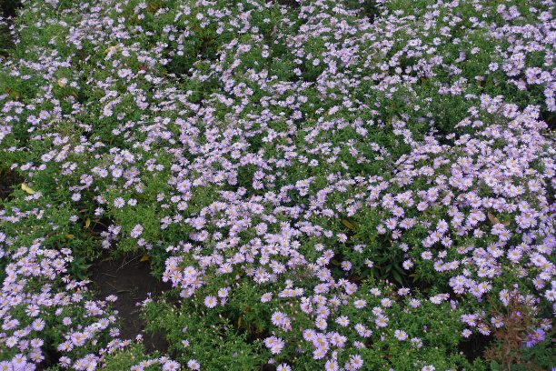10月盛开的粉红色雏菊花丛图片下载