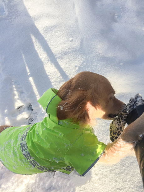一只穿着亮绿色外套的狗在外面的雪地上和主人玩耍图片下载
