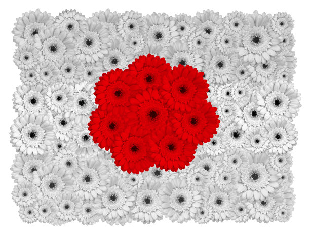 日本国旗上的非洲菊花，孤立在白色图片下载