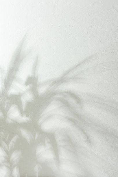 白墙上的家花丝兰的影子图片下载