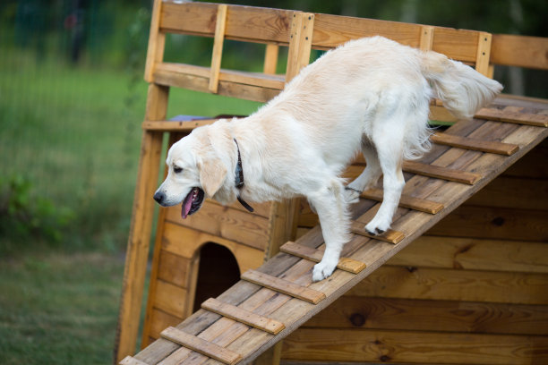 金毛猎犬在操场上，在木楼梯或坡道上训练图片下载