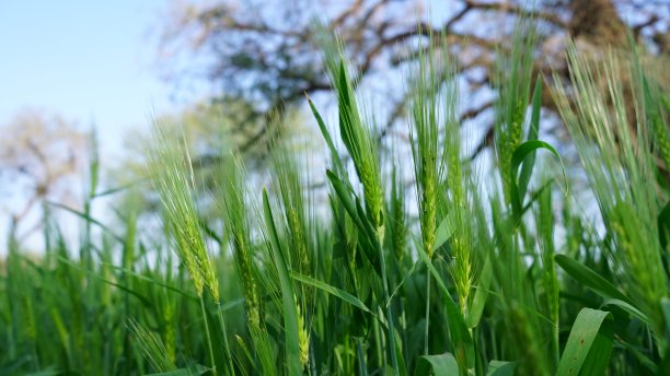 带有绿色背景的小麦或小麦属植物的绿色茎。印度农村黑麦的新开发植物。图片下载