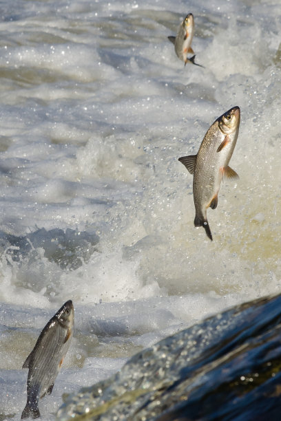 鱼类向上游产卵。文巴越过文塔河上的瀑布图片下载