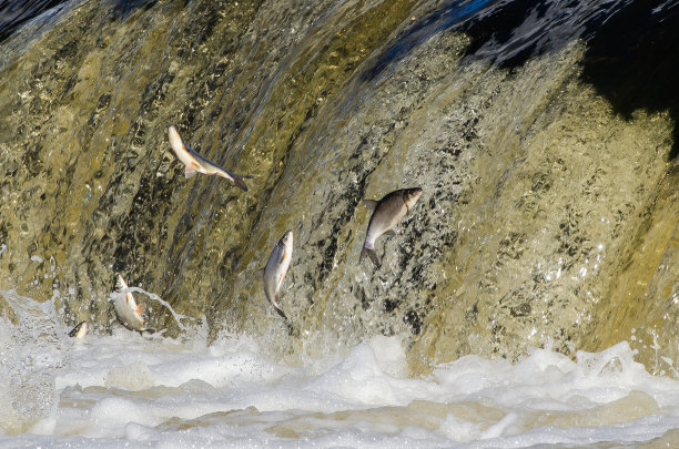 鱼类向上游产卵。文巴越过文塔河上的瀑布图片下载