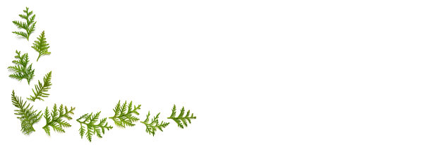 图佳的小树枝孤立在白色的背景上。圣诞贺卡的概念。空间的文本。横幅图片下载