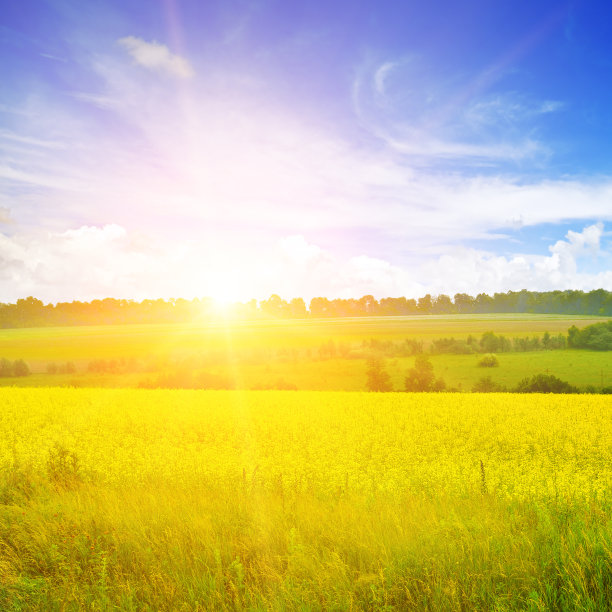明亮的日出在油菜地。令人惊叹的绚丽多彩的春夏风景。图片下载