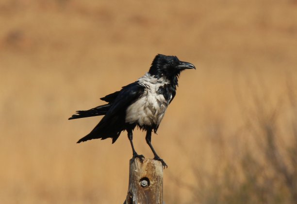 丛林草原上的艰难夜晚图片下载