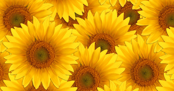 明亮的黄色夏季花。图片下载