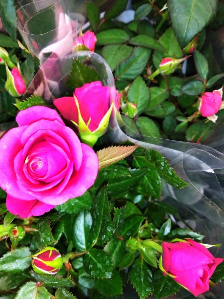 装饰花图片下载