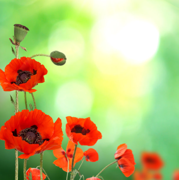 红色罂粟花图片下载