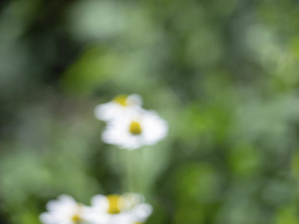 自然的夏季背景与绿色，白色，黄色斑点和文字空间。图片下载