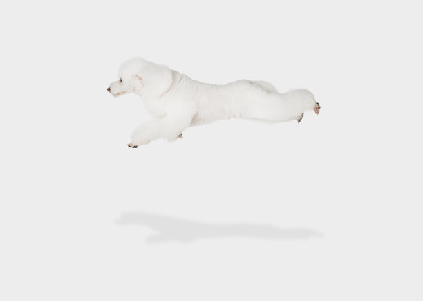 小有趣的狗白色狮子狗飞行孤立在白色的背景。图片下载