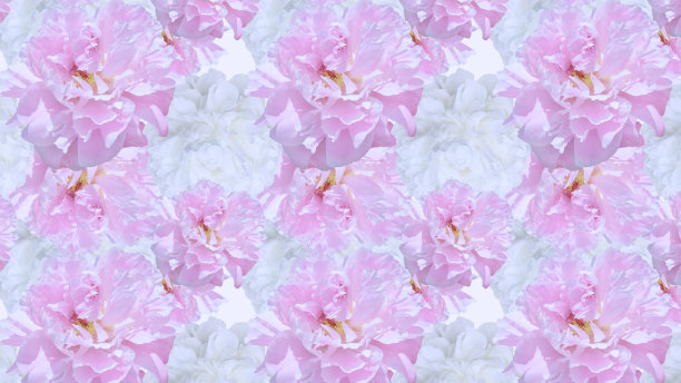 美丽的粉红色和白色牡丹重复图案。图片下载