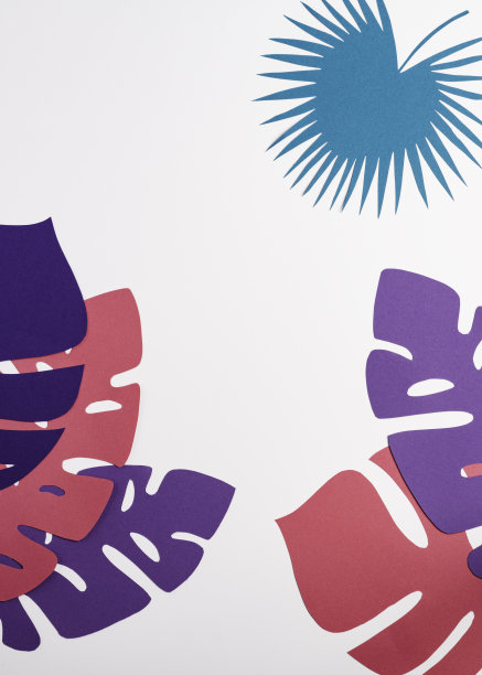 热带纸叶，巨叶，棕叶，白色背景。空间的文本图片下载