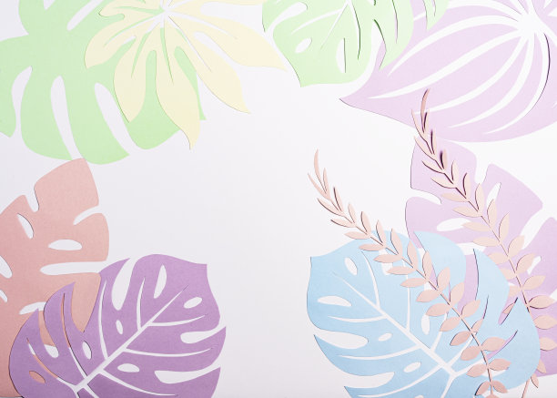 热带纸叶，巨叶，棕叶，白色背景。空间的文本图片下载