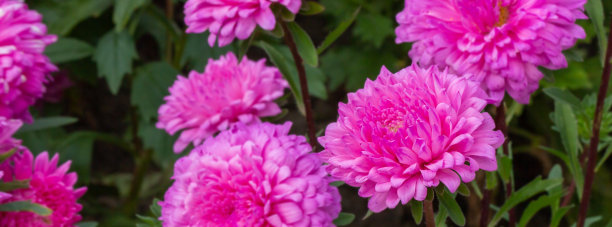 紫菀花，粉红色大花瓣。图片下载