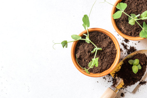 园艺，在花盆中种植幼苗图片下载