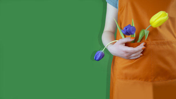 年轻的白女人身体没有脸，鲜橙色的厨房园艺围裙上绿色的背景，3三个黄色的紫色郁金香在口袋里。家居园艺理念，家庭养花。本空间图片下载